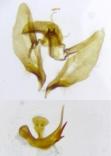 Réf. 290 320 : Aethes piercei
